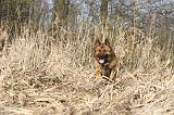 BERGER ALLEMAND 890